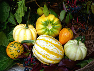 Autumn composition with pumpkins in beautiful colors and different shapes. Organic vegetables favorite by vegan.