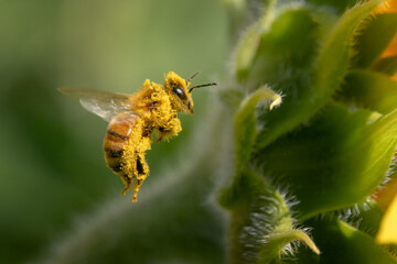 honey bee flying covered with pollen of sunflower