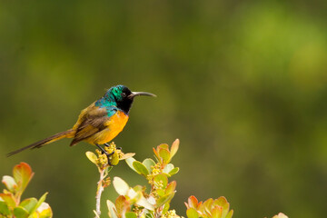 A South African orange-breasted Sunbird