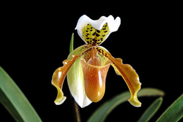 Venus slipper orchid : Paphiopedilum exul is a species of orchid endemic to peninsular Thailand....
