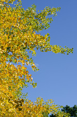 Fototapeta premium Ginkgo biloba tree in autumn