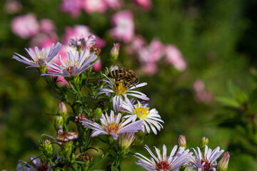 Obraz premium A wild (domestic) bee collects pollen from a chamomile.