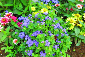 Fototapeta na wymiar 花壇に咲くアゲラタムの花の風景1