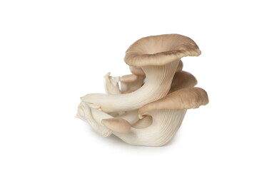 Fototapeta na wymiar Indian Oyster Mushroom (Phoenix Mushroom or Lung Oyster) isolated on white background.