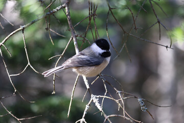 Black capped chickadee