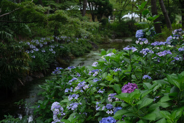長居公園の紫陽花