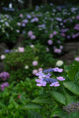 長居公園の紫陽花