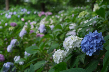長居公園の紫陽花