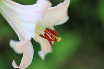 Obraz premium 可憐なささゆり達