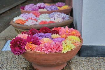 Fototapeta na wymiar 紫陽花でいっぱいの花鉢