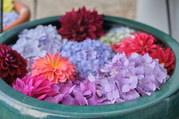 Obraz na płótnie Canvas 紫陽花でいっぱいの花鉢