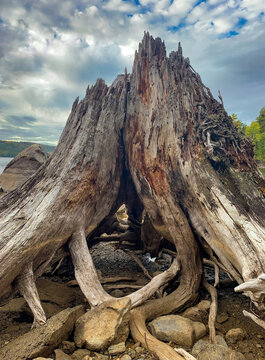 Tree stump