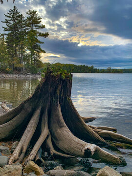Tree stump on the lake
