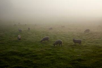 Sheep on a field in the fog