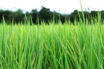 Close up of fresh thick grass with sunshine in the early morning 