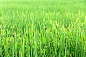 Close up of fresh thick grass with sunshine in the early morning 