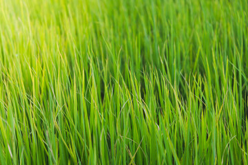 Fototapeta na wymiar Close up of fresh thick grass with sunshine in the early morning 