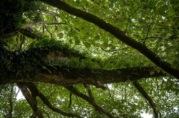 Ferns growing on the trunk of an ancient tree, in Cumbria ,England