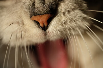 close up portrait of a yawning cat
