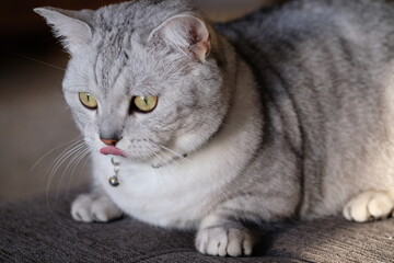 portrait of a cat with tongue blep