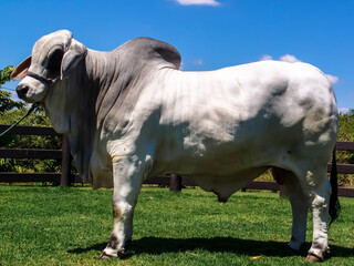 brahman bull on a farm for genetic improvement of beef cattle in Brazil