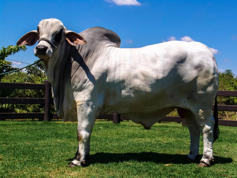 brahman bull on a farm for genetic improvement of beef cattle in Brazil