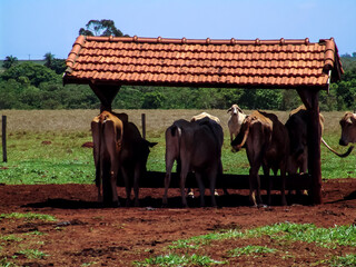 animals feed in a feeder in the pasture of a farm in the State of Mato Grosso do Sul