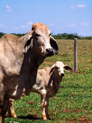 Herd of brahman beef cattle cows on confinement in Brazil
