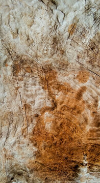 Natural abstract wood texture, have textured by wind, storm, rain, and sun
