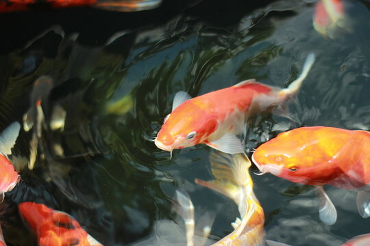 Beautiful crowd fish in simple fish pound