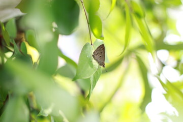 butterfly on green leaves