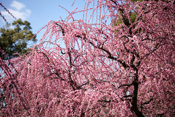 神社の境内に咲くしだれ梅
