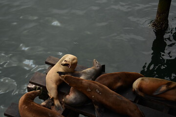 wild seal