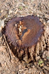 dry stump in nature garden