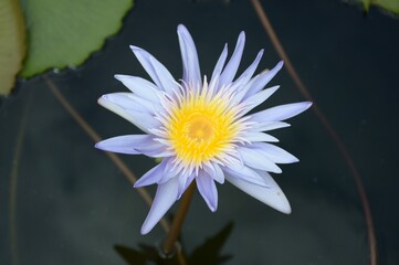 lotus flower in nature garden