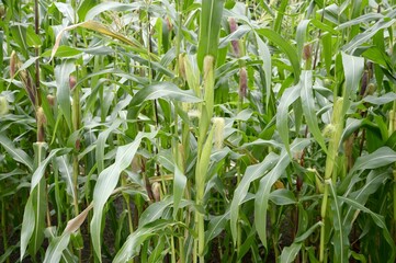 fresh green corn tree in country farm Thailand