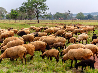 Naklejka na ściany i meble sheep on pasture in Brazil