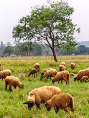 Obraz premium sheep on pasture in Brazil