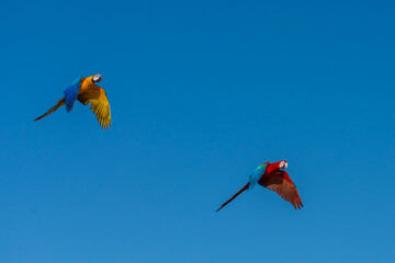 Yellow - Blue and Red - Blue macaw