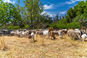 Herd of goats and sheep graze on the farm.