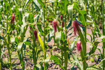 Corn field with ripe ears.