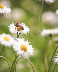 abeja juntando polen