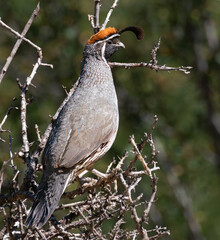 A male Gambel's Quail is on watch at the top of a barren tree.