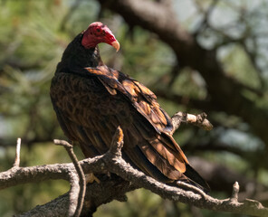 A Turkey Vulture is perched in a large tree in the late afternoon light.
