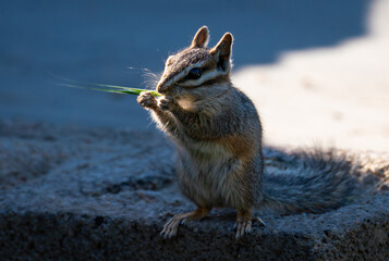 A Cliff Chipmunk chews on a blade of grass in the late afternoon.