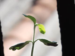 baby leafs plant of a sunflower at mornig.