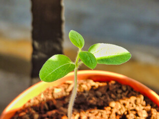 small sunflower leaves growing indoors in a brown pot.