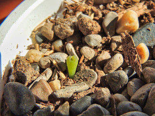 tiny cactus born in a old plastic pot