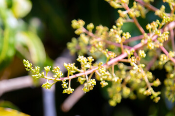The mango bouquet or mango flower is blooming full on the mango trees in the garden
