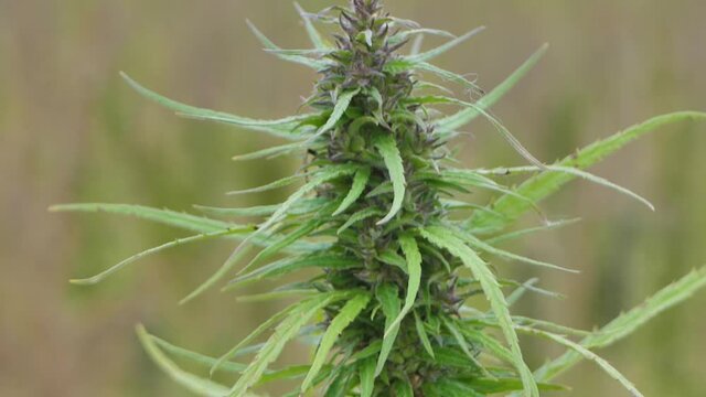 Narcotic marijuana plants in agricultural field outdoors. Medicinal cannabis field cultivation. Illegal narco weed plantation growing outdoors